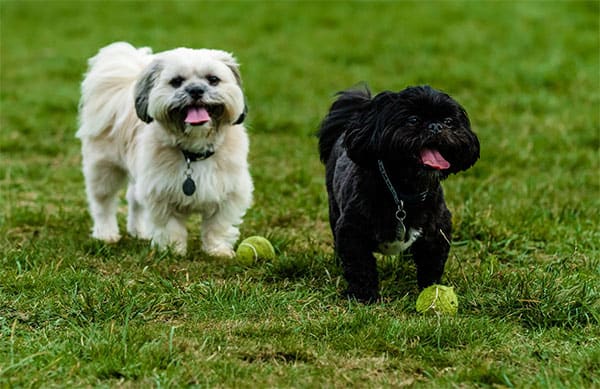 Freddie and Socks