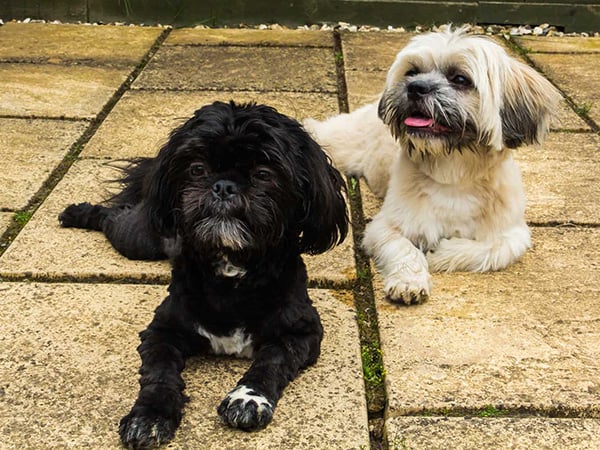 Two shih tzus enjoying the sunshine on their first day together