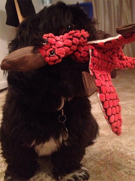 Socks with his favourite Kong pterodactyl toy