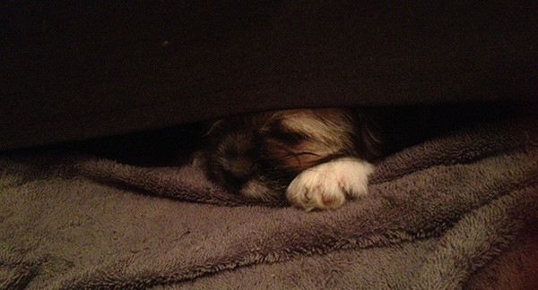 Our new dog hiding under the sofa because he was scared