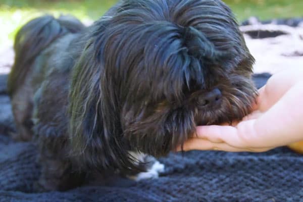 Shih tzu eating frozen dog treat