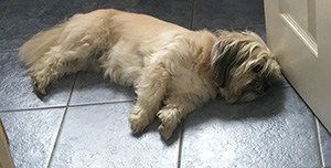 Dog lying on cool floor