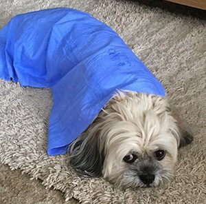 Dog with cooling blanket