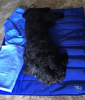 Dog cooling mat