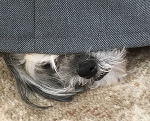 Dog hiding under the sofa