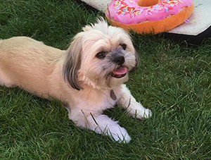 Dog panting in the hot sun