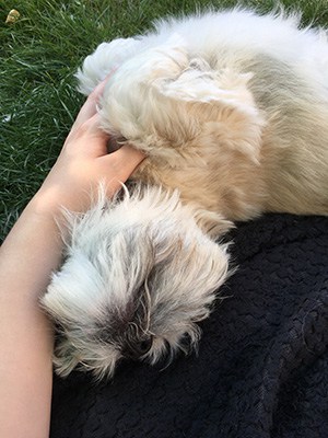 Dog enjoying the hot weather