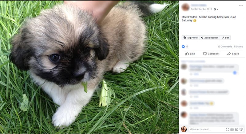 How to make a puppy announcement on Facebook