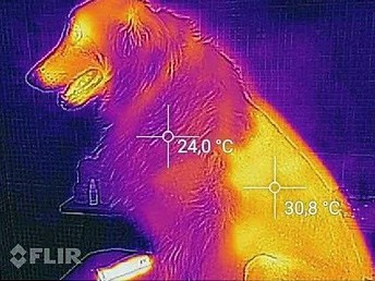 Keep Your Pet Cool in the Heat – Stuffible