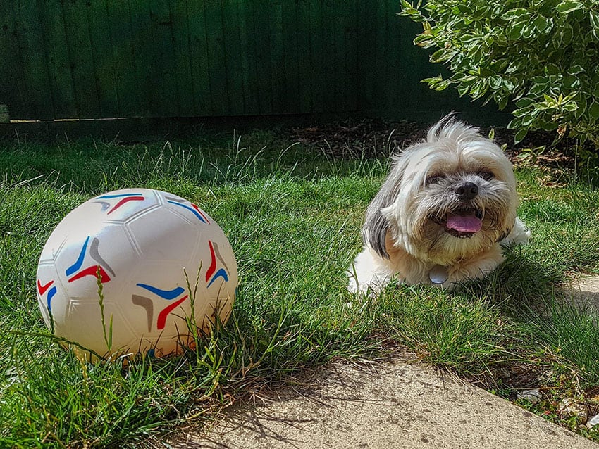 The Top 20 most popular dog breeds for 2019 Tiny Terrier