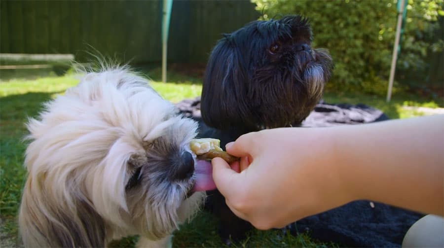 Dog licking and eating a frozen chicken lollipop treat