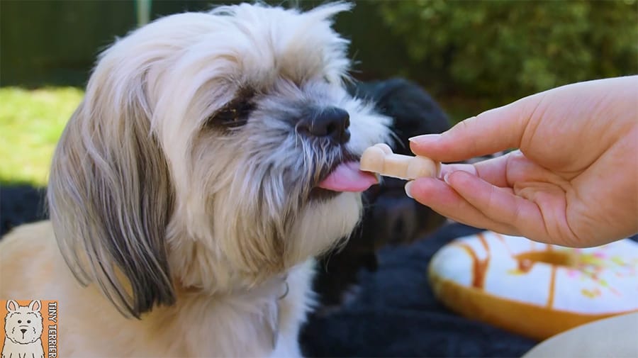 Freddie the shih tzu cross dog licking a tasty frozen dog treat
