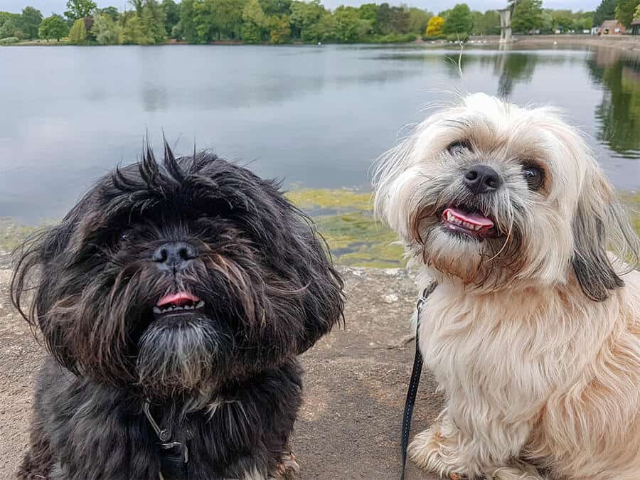 Freddie and Socks - two dog names that are unfortunately not in the Top 10 list of Dog Names