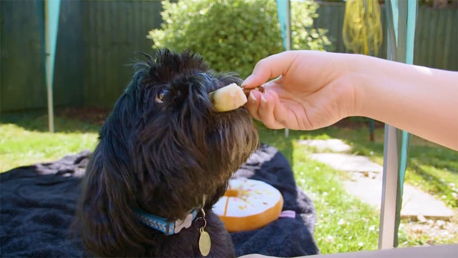 Socks the shih tzu eating a frozen chicken lollipop dog treat in the garden