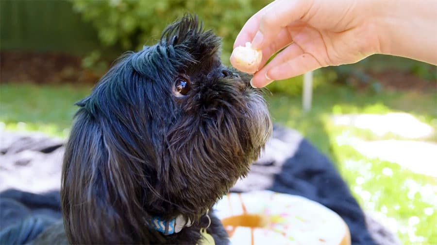 Socks is a dog who loves his frozen pizza treats! Get the recipe here.