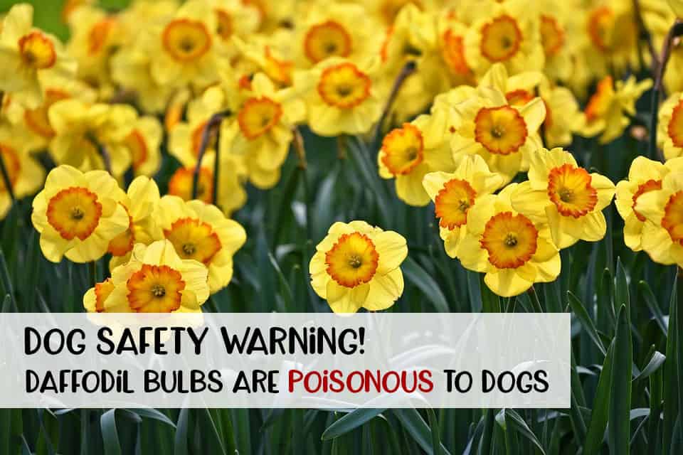 Daffodil bulbs are poisonous to dogs