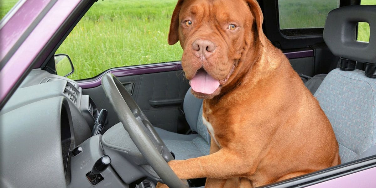 Dog sat in the driver's seat of a car