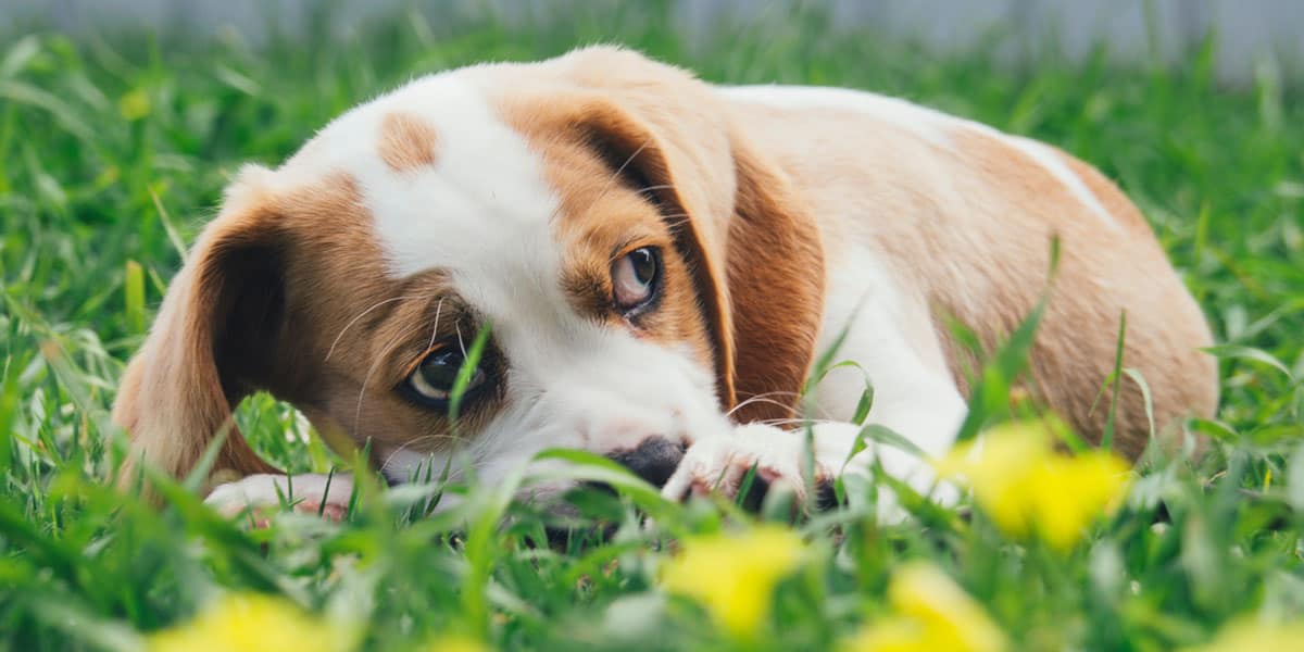 Puppy dog lying in the grass