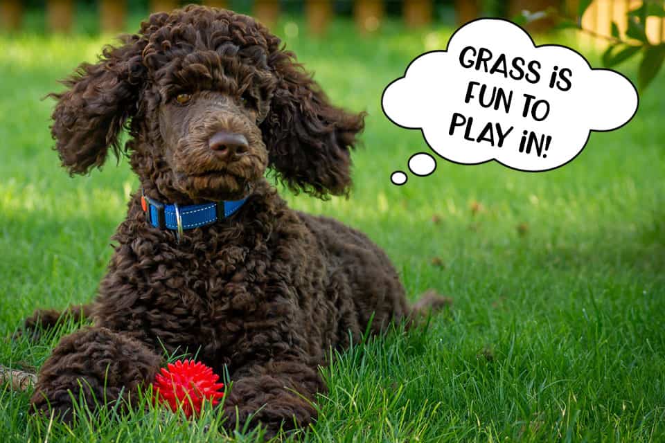 Poodle dog lying in the grass playing with a ball toy