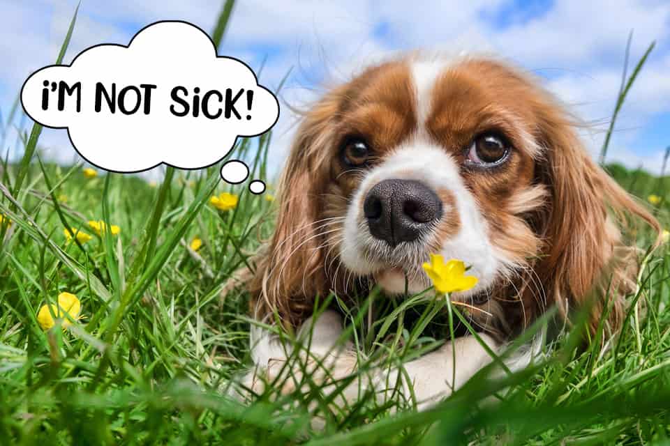 why do dogs eat grass when sick