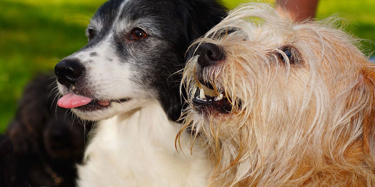 Two dogs who want a treat