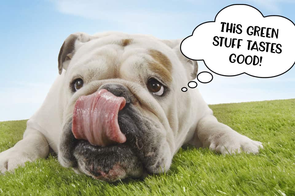 Some dogs enjoy the taste of grass, like this bulldog.