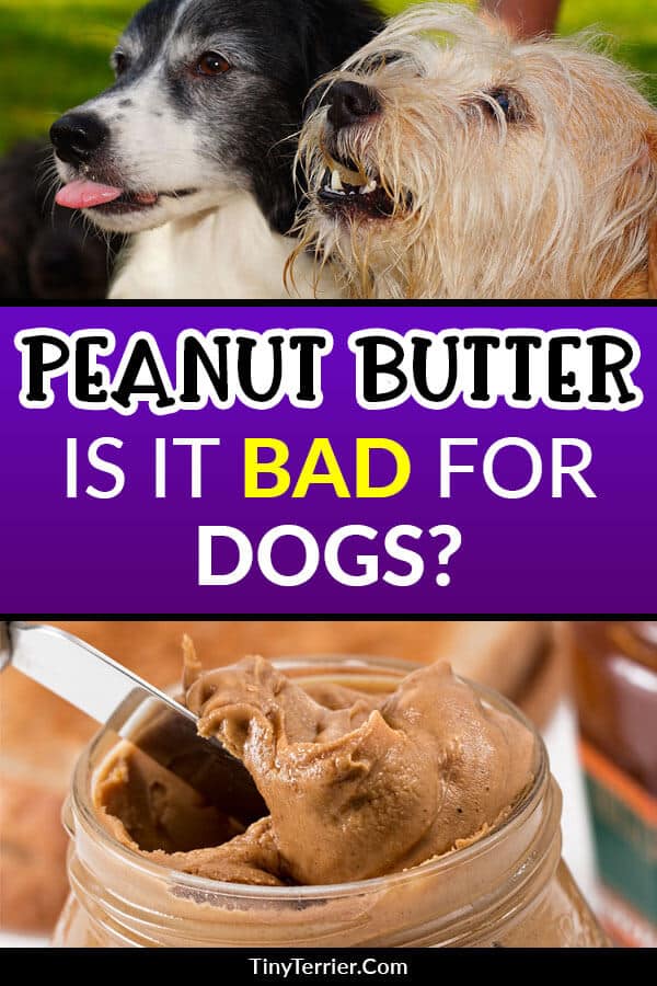 Should dogs eat peanut butter? Is it dangerous or bad for them?