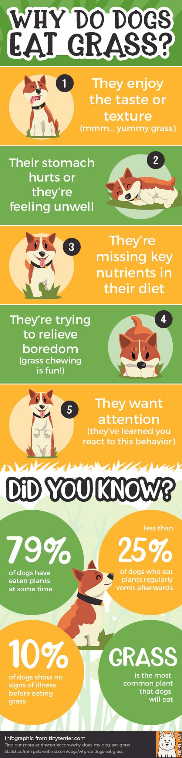 Why Dogs Eat Grass Infographic 