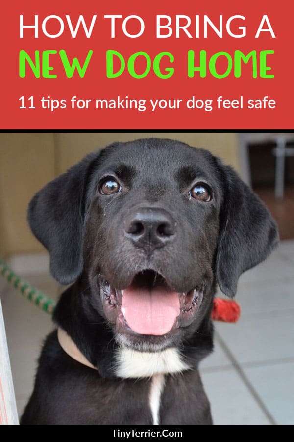 How to build trust with your new dog when you first bring them home. #newdog #newpuppy