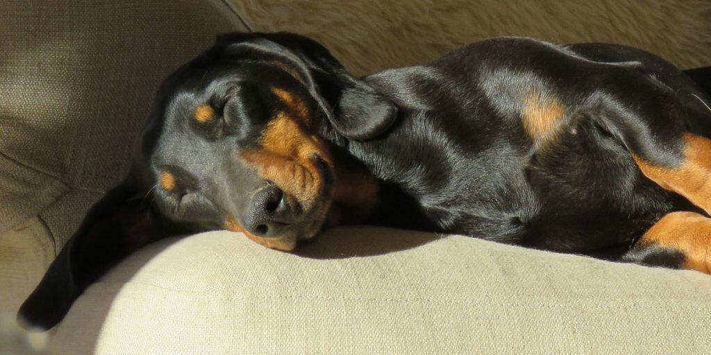 How to bring a new dog home 11 tips for settling a new dog into your family