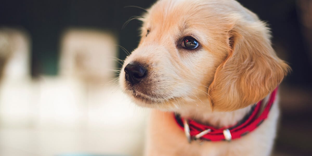 Dog surprised best sale with new puppy