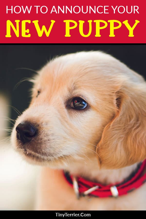 15 Adorable Puppy Announcement Ideas