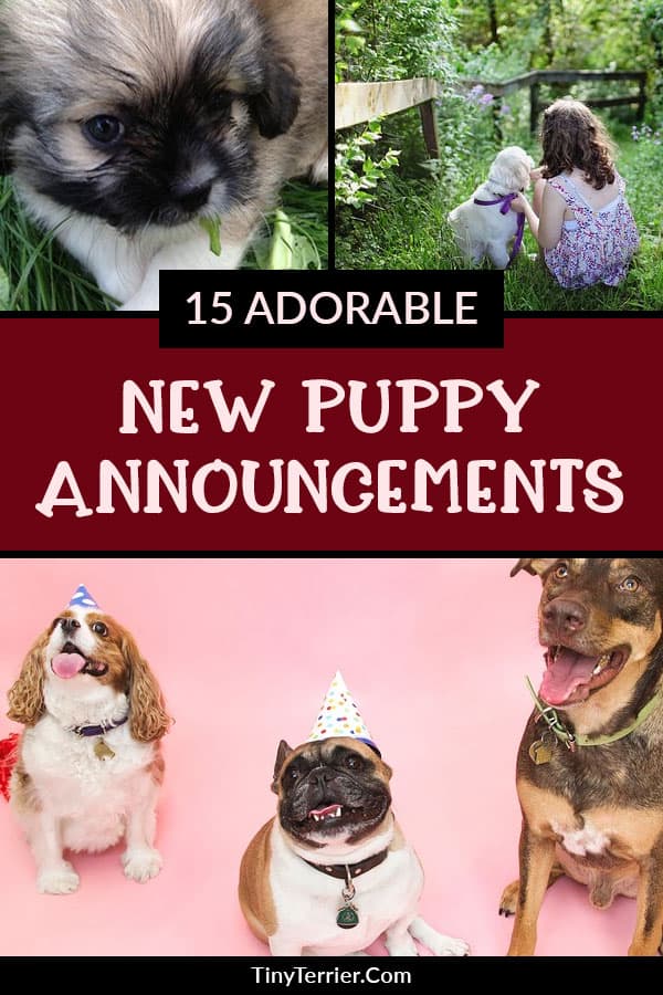 Getting a new dog is a super exciting moment that you should cherish. Here are some adorable puppy announcement ideas to share your good news and let all your friends and family share in your happiness. Tips for new dog owners.