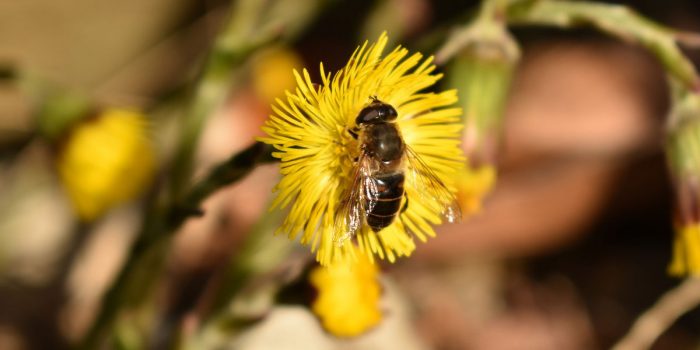 what-should-you-do-if-your-dog-gets-stung-by-a-wasp-or-a-bee-tiny