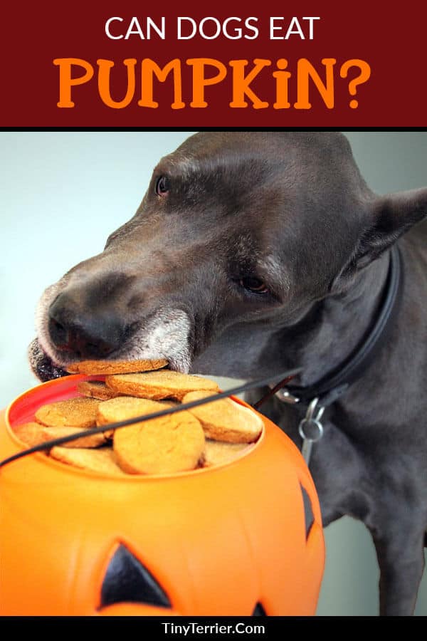 Keep your dog safe this Halloween by finding out about if pumpkin is safe for them to eat.