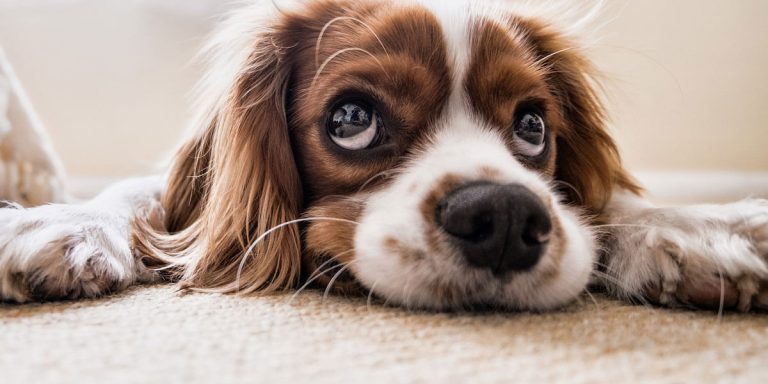 how-to-get-dog-urine-stains-out-of-the-carpet-dog-pee-carpet-cleaning