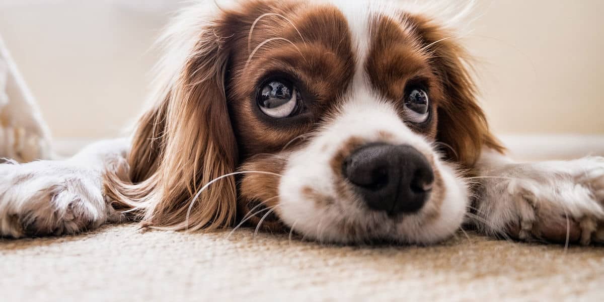 How to get dog urine stains out of the carpet and prevent stains