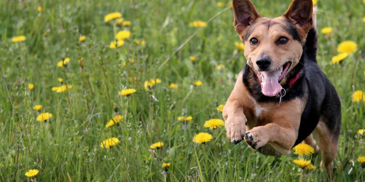 Dog running and getting exercise