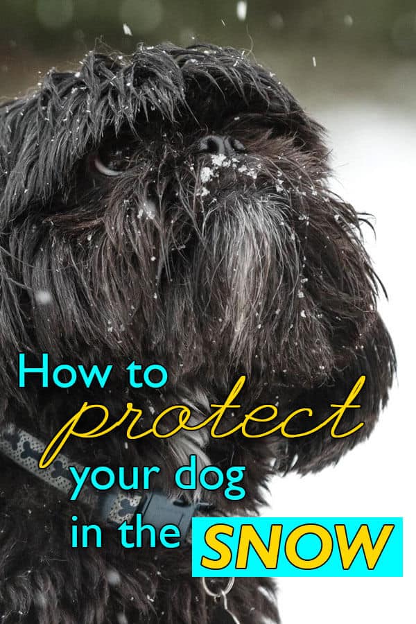 Dogs can enjoy the winter months and in fact, some dogs love nothing more than running around in the snow. Find out how to keep your dog warm and protected in the snow.
