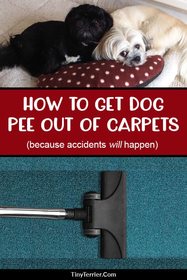 How to get dog urine stains out of the carpet