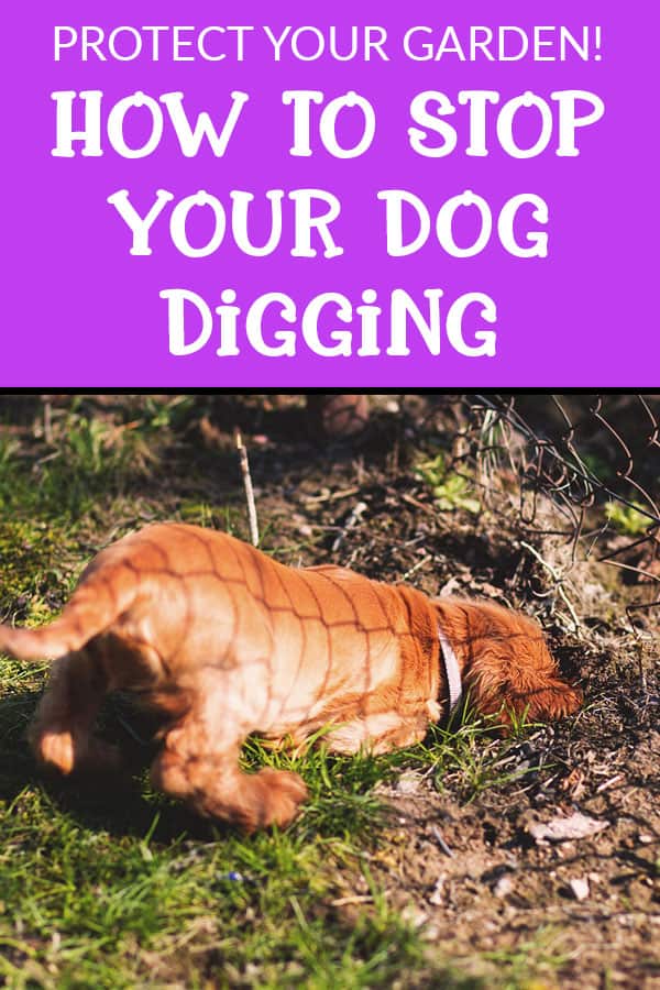 5 tricks to stop your dog digging up your garden. Protect your garden from your dog's digging with this handy tricks & find out why you dog digs your garden.