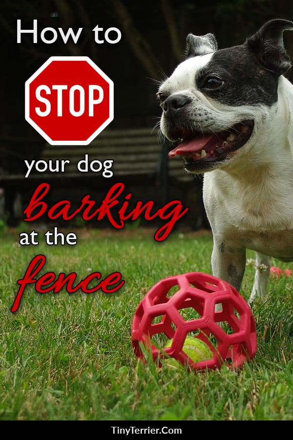 Does your dog bark at the fence? Mine used to and it was so frustrating - not only for us but for our neighbours. Find out how to stop your dog barking at the fence and bring calm to your neighbourhood.