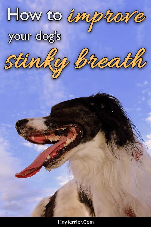 Tips for improving your dog’s stinky breath