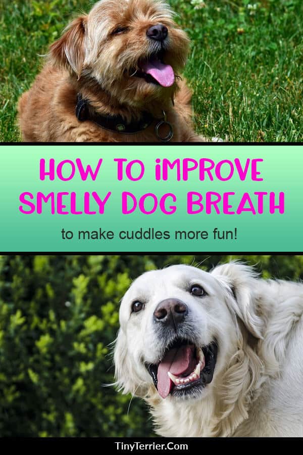 We all love our dogs, this much is true, but what we DON'T love is their their stinky breath! Here's how to improve your dog's smelly breath.