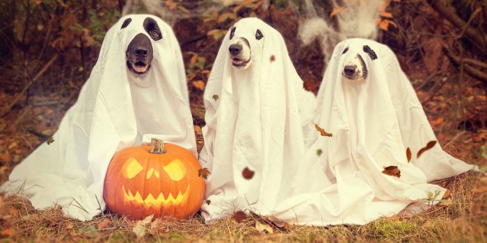 feeding pumpkin to dogs
