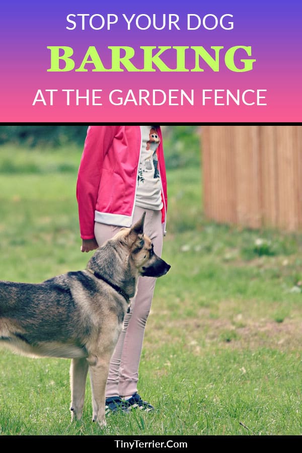 How to stop your dog from barking at the fence. Fence barking is a bad habit for dogs to get in to and it can be hard to train them to stop barking at the fence. Find out how to prevent fence barking.
