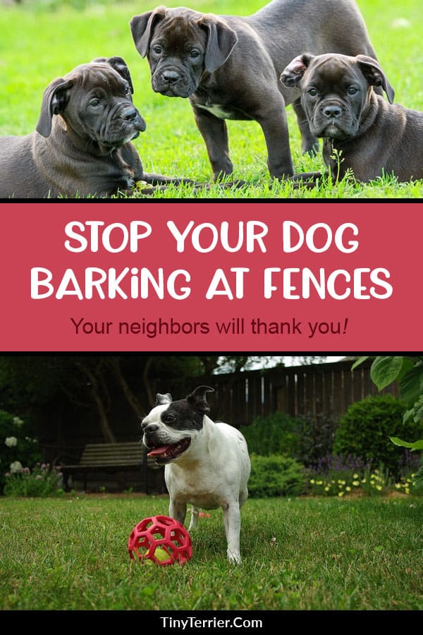 Tips to stop your dog barking at the fence. Dogs barking in the garden for apparently no reason could actually be down to several different causes. Find out why your dog could be barking as well as tricks to stop him from being so noisy.