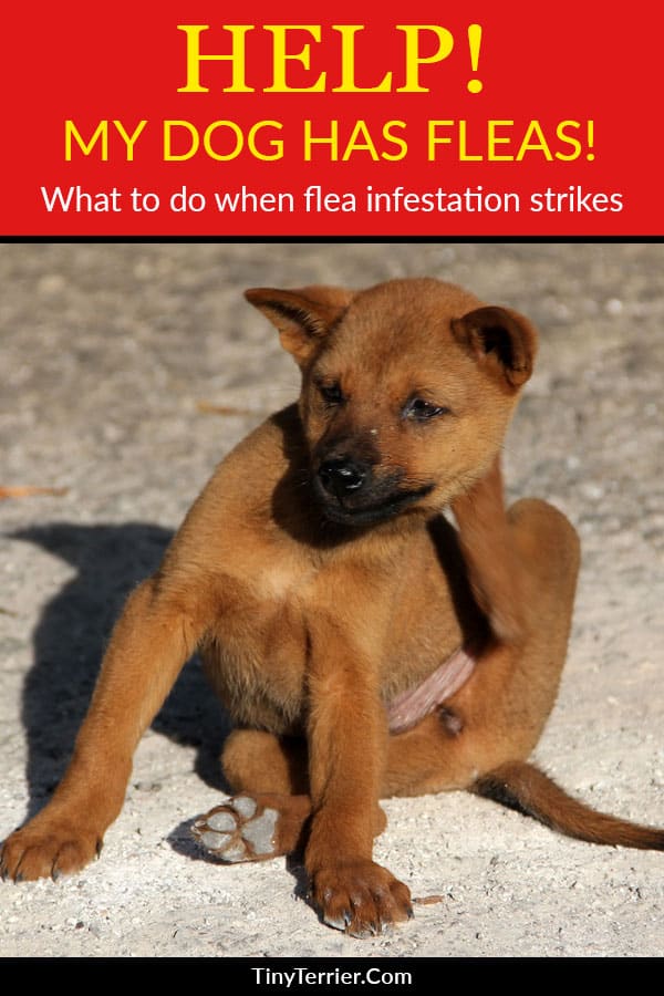 If your dog gets fleas then it isn't the end of the world. Find out how to know if your dog has fleas and how to treat dogs with fleas. Also discover how to stop your dog from getting fleas in the future. Flea treatment ofr dogs is easier than you think - don't risk getting all those horribly bugs in your house!