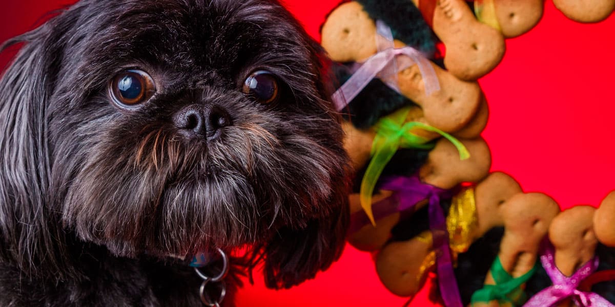 Let your dog celebrate Christmas in style with this easy DIY dog bone wreath craft project