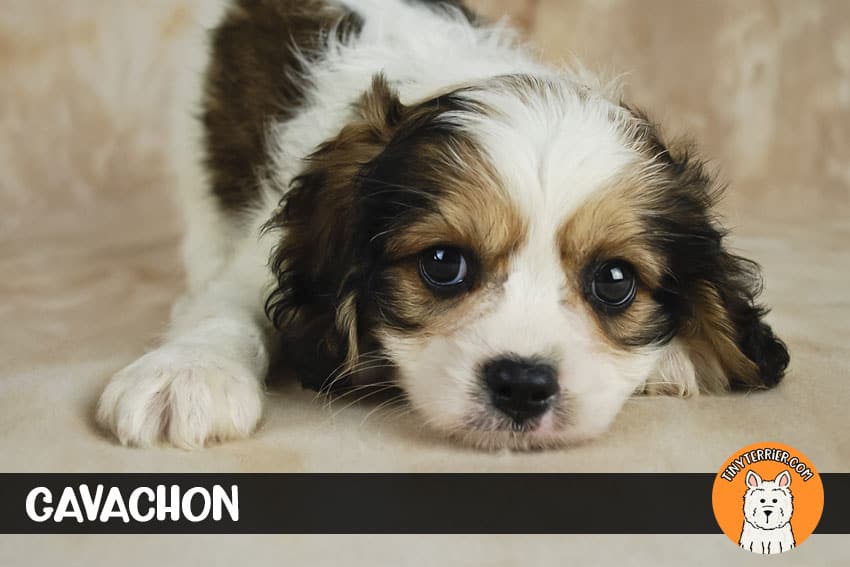 Cavachon